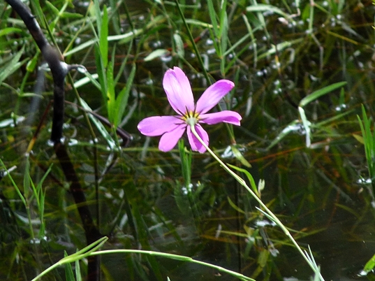 {Coreopsis nudata}